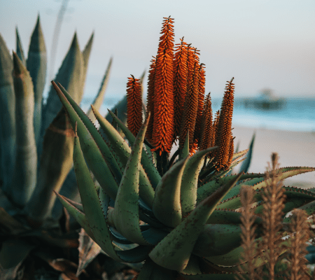 Aloes na cellulit